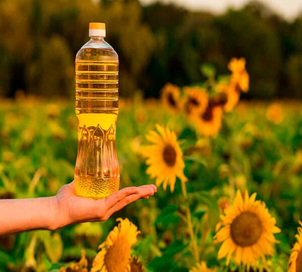 Sunflower Oil